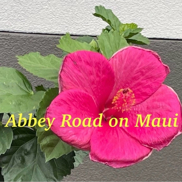 1st LIVE Show Coming Soon! @ABBEY ROAD ON MAUI - Picture 3 of 14